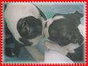 boston terrier pups
Picture # 758
